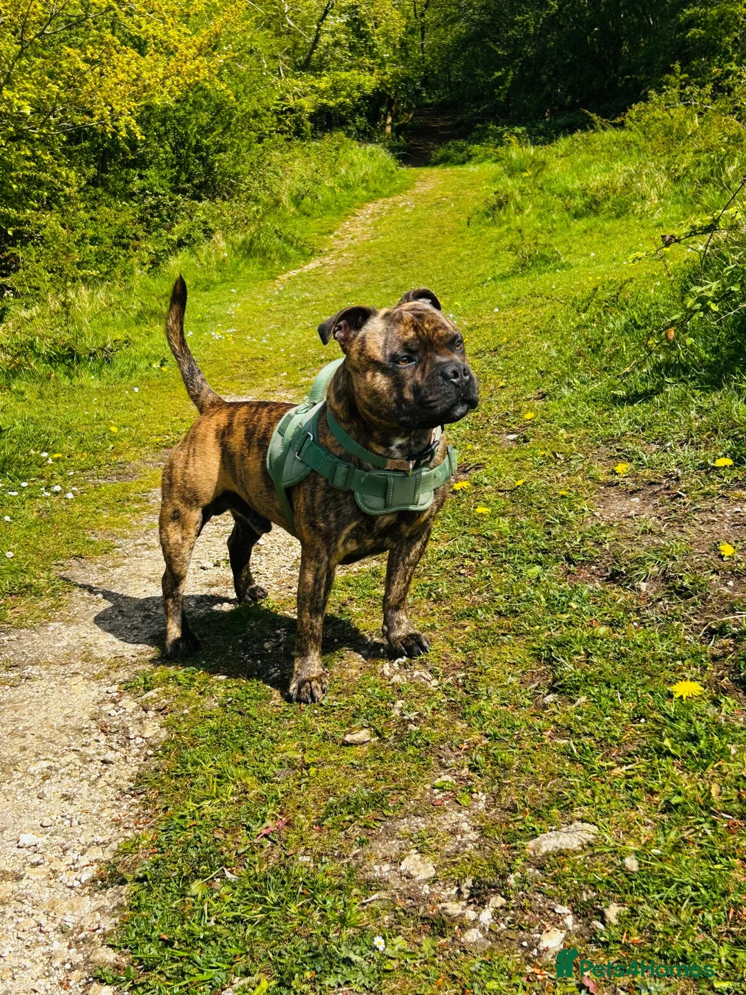 Staffordshire Bull Terrier dogs for stud: KC REGISTERED BRINDLE STAFF FOR STUD  - Advert 5