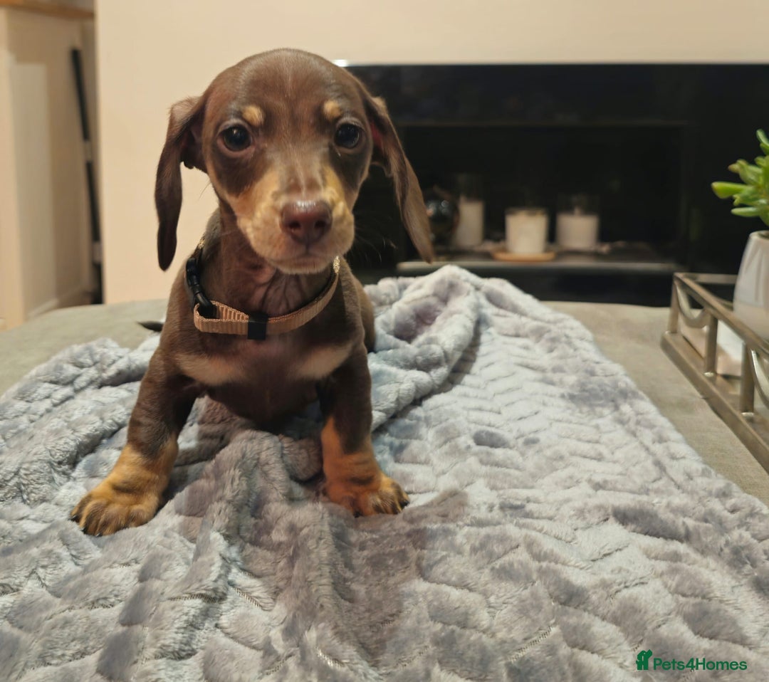 Miniature Dachshund dogs for sale: Chocolate & Tan KC Miniature Dachshund Puppies - Advert 3