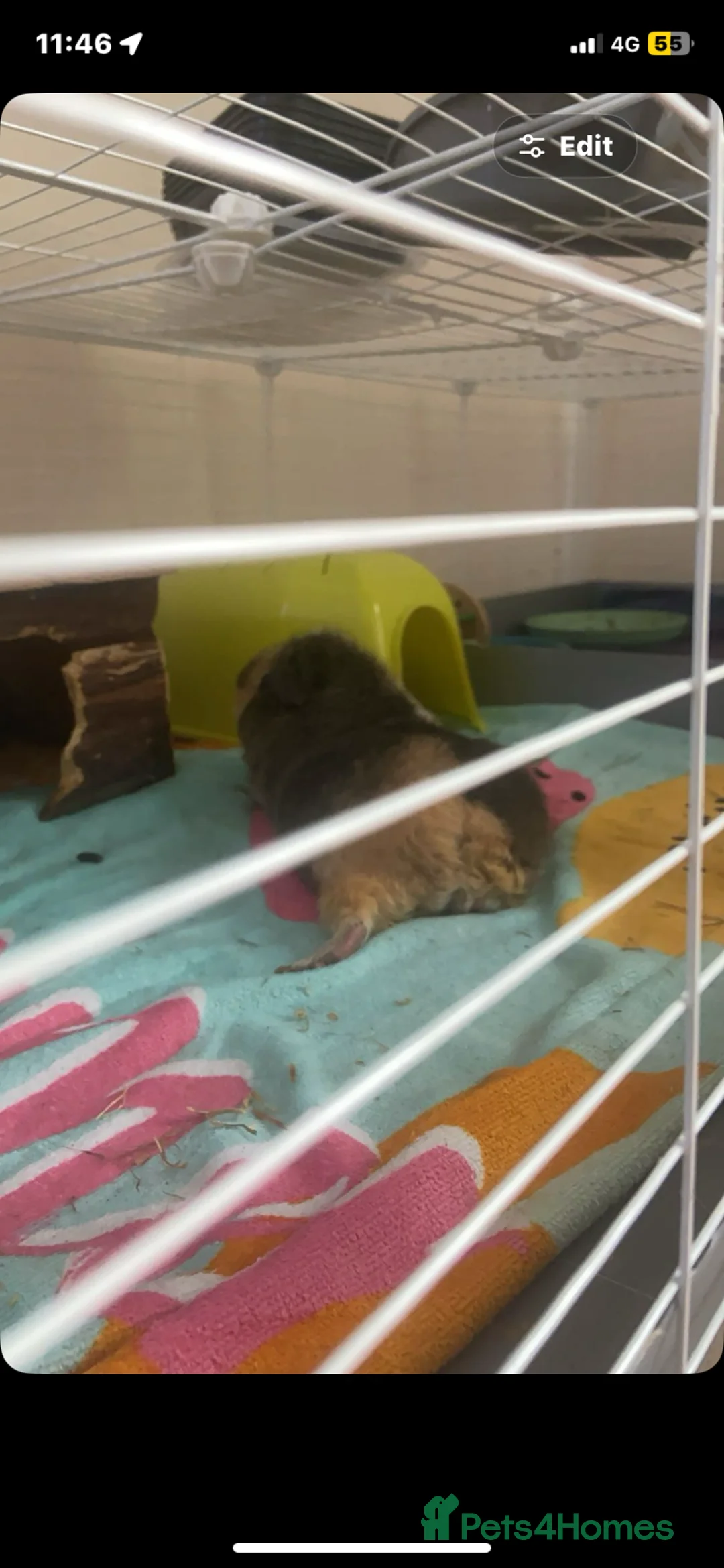 Guinea Pig rodents for sale: Guinea pigs 2 girls  - Advert 5