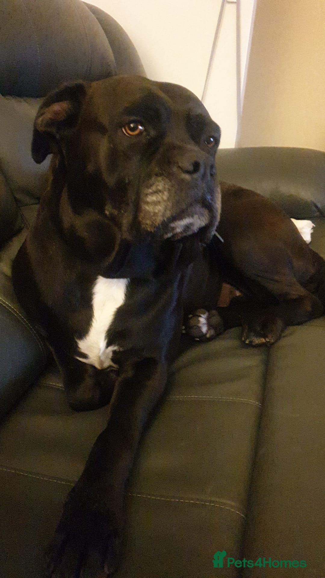 Mixed Breed dogs for sale: Cane Corso Cross (f) - Image 2
