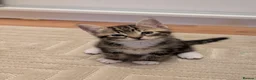 Mixed Breed cats for sale: Adorable kittens available  - Advert 5