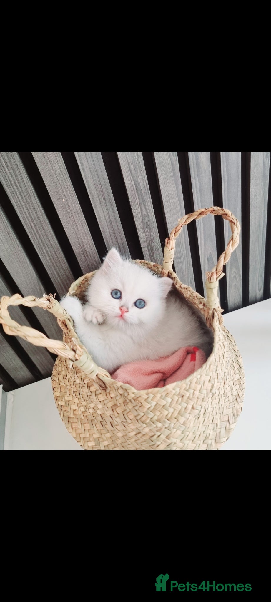 British Shorthair cats Chunky Gold and Silver Pedigree GCCF Russian lines - Advert 6
