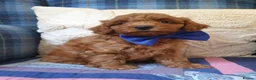 Coton De Tulear dogs for sale: F1bb Cotonoodle from heath tested parents - Advert 8