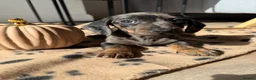Miniature Dachshund dogs for sale: READY TO GO Stunning true mini KC Dachshund - Advert 9