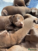 German Shorthaired Pointer dogs - Advert 1