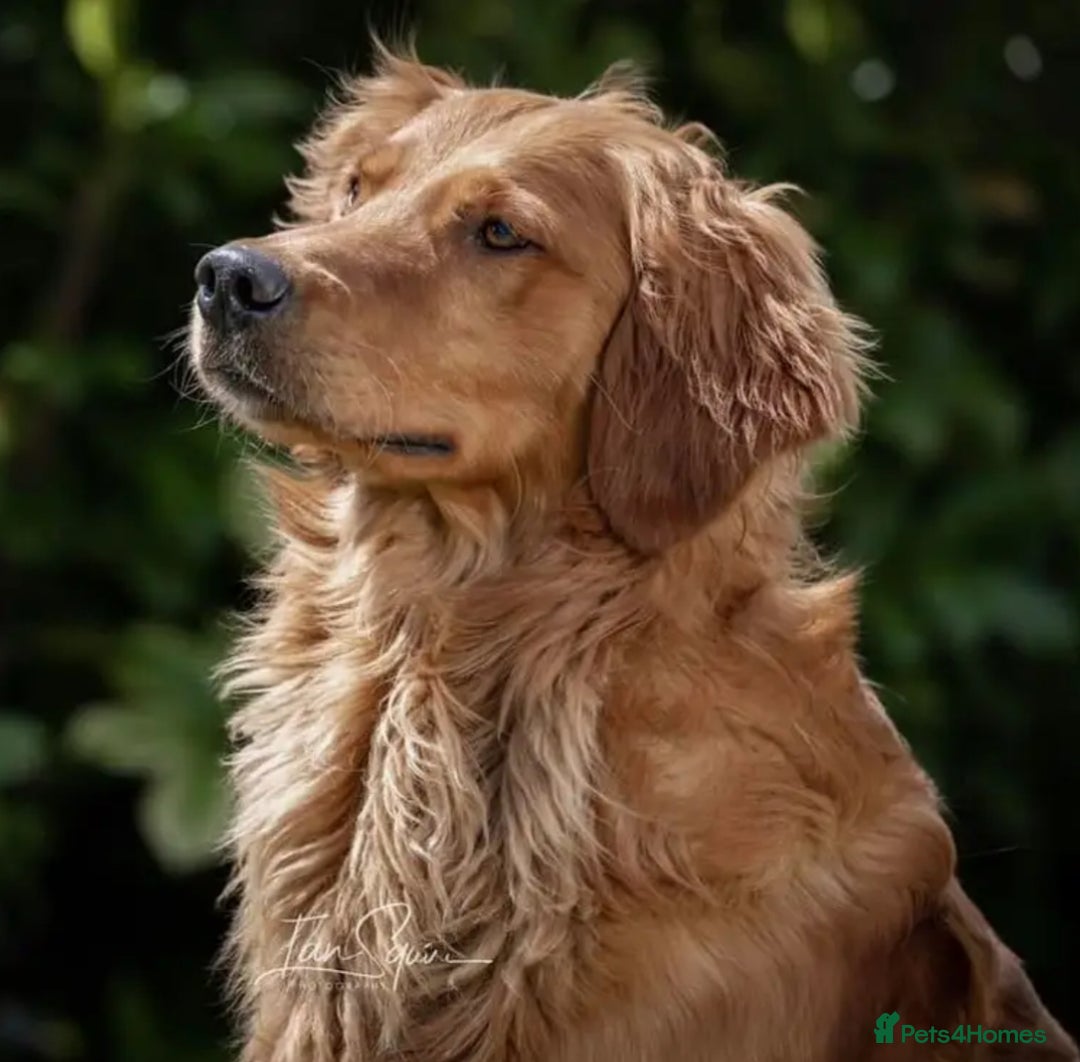 Golden Retriever dogs for sale: Dark Red Golden Retriever Pups  - Image 7