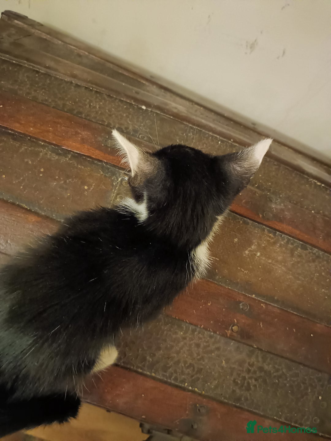 Mixed Breed cats for sale: Black & White Kittens Bengal Mix Véry Interactive  - Image 9