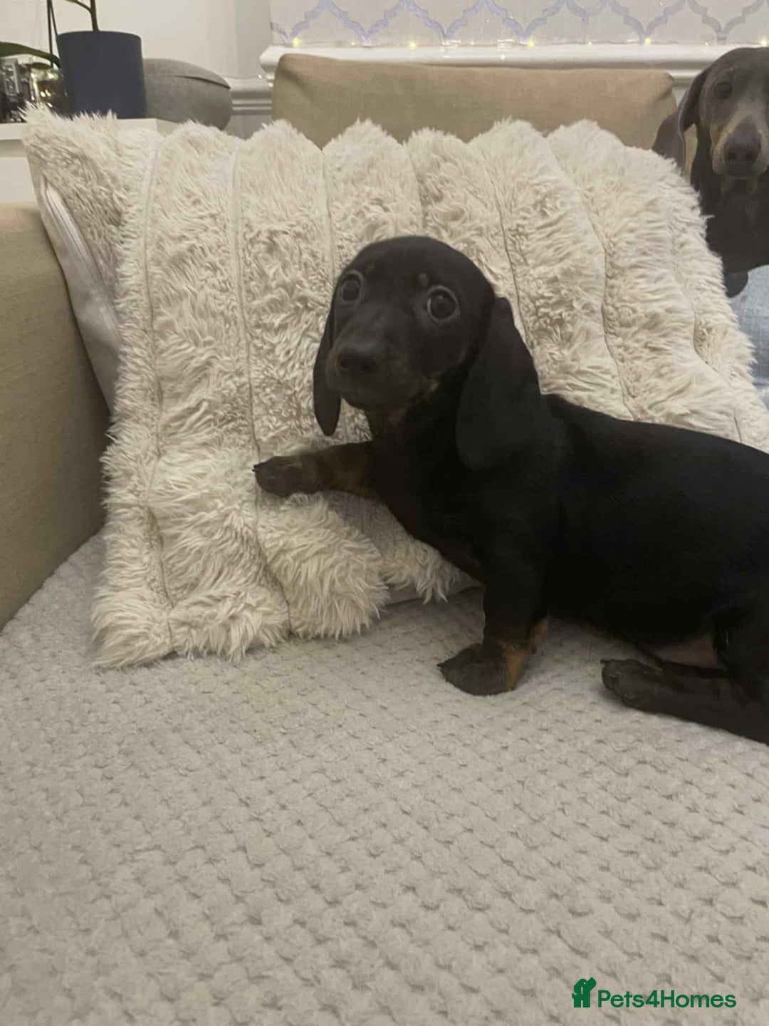Miniature Dachshund dogs for sale: Stunning miniature dachshund  - Advert 10