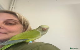 Parrots birds for sale: Hand reared male Quaker  - Image 4