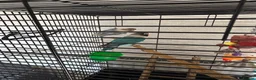 Lovebirds birds for sale: pairs of love birds breeding pairs with cage - Advert 5