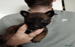 Belgian Shepherd Dog dogs for sale: Stunning Belgian Mali Pups - Image 23