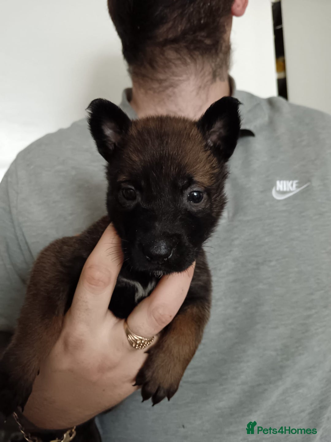 Belgian Shepherd Dog dogs for sale: Stunning Belgian Mali Pups - Image 23