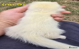 Ferret rodents for sale: Ferret kits - Image 15