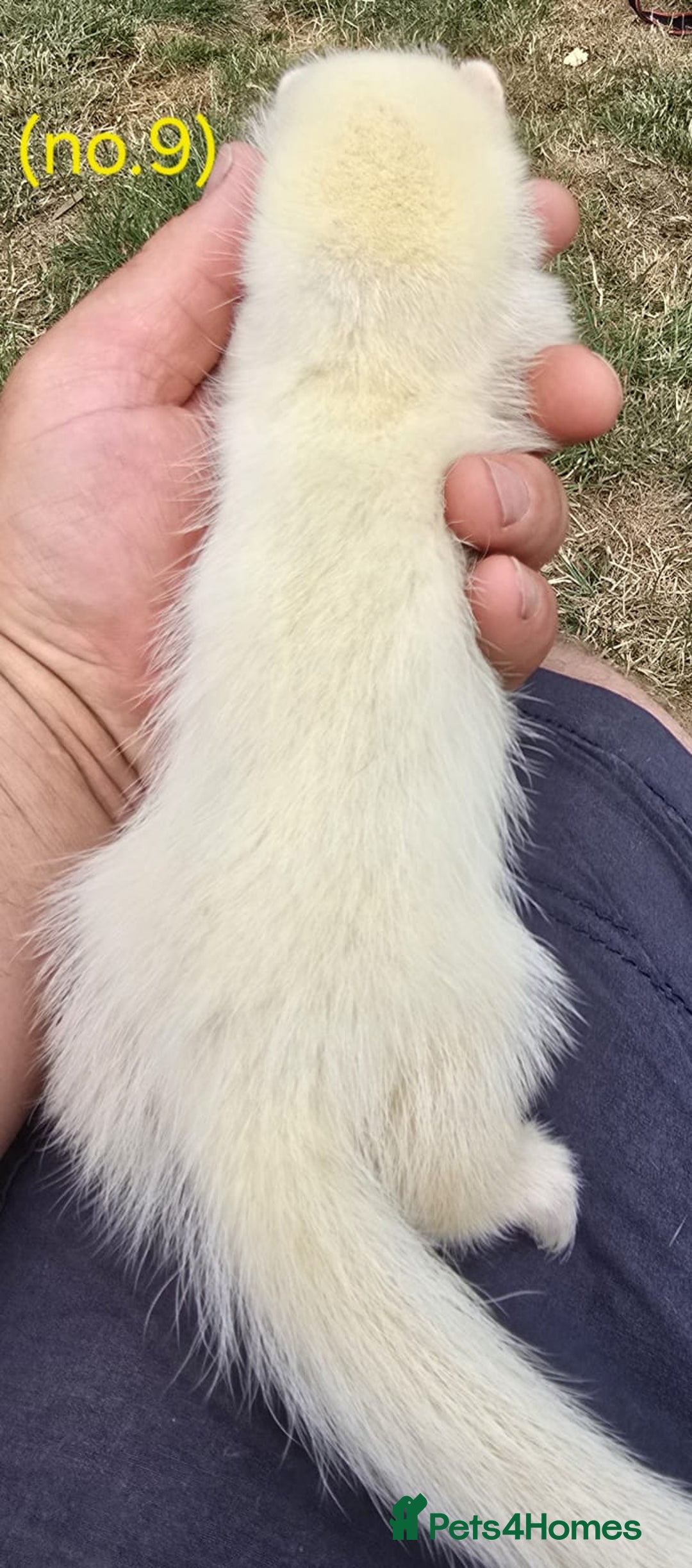 Ferret rodents for sale: Ferret kits - Image 15