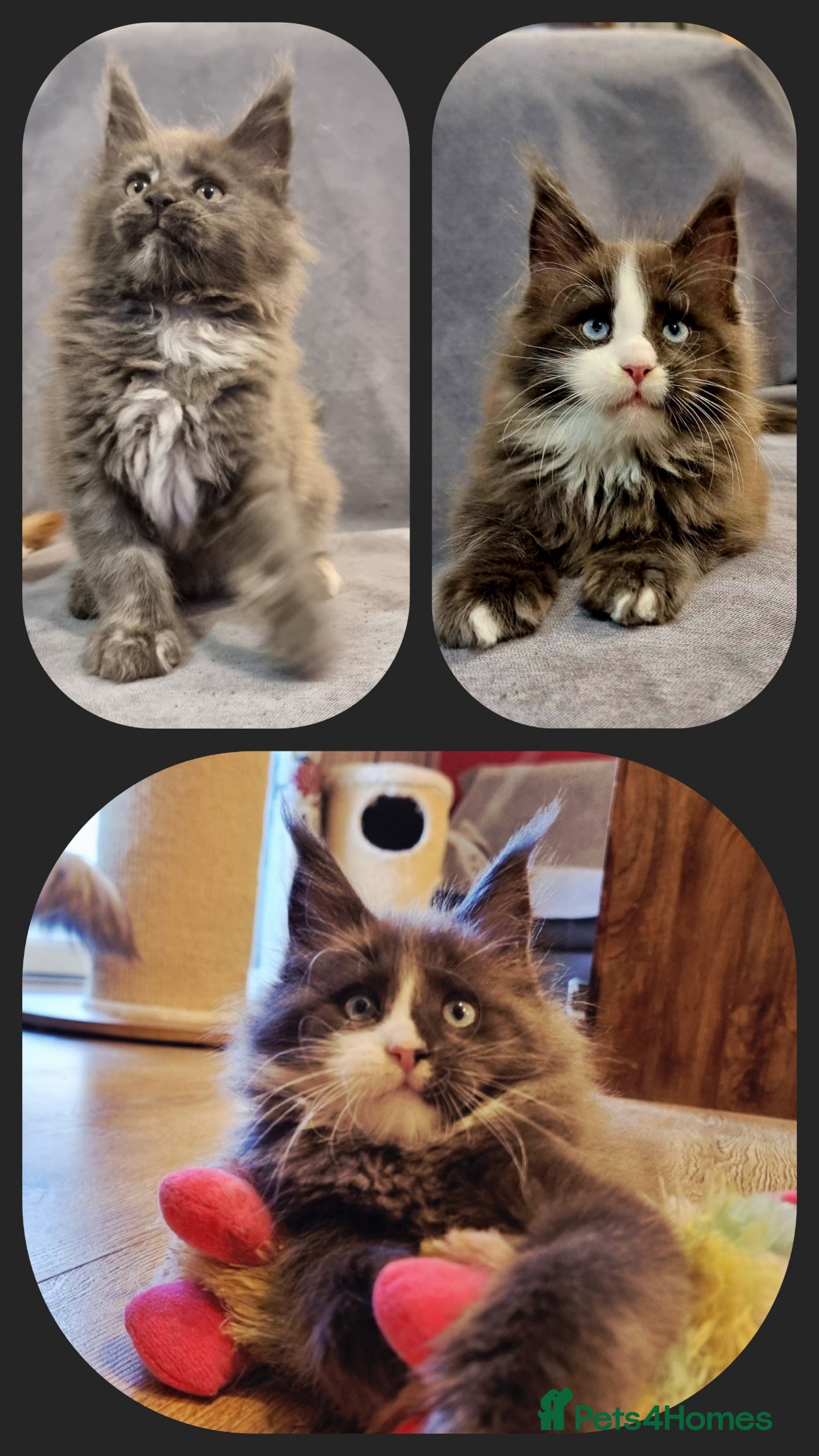 Maine Coon cats Gorgeous TICA register kittens - Advert 7