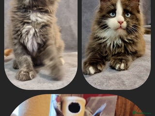 Maine Coon cats Gorgeous TICA register kittens - Advert 7