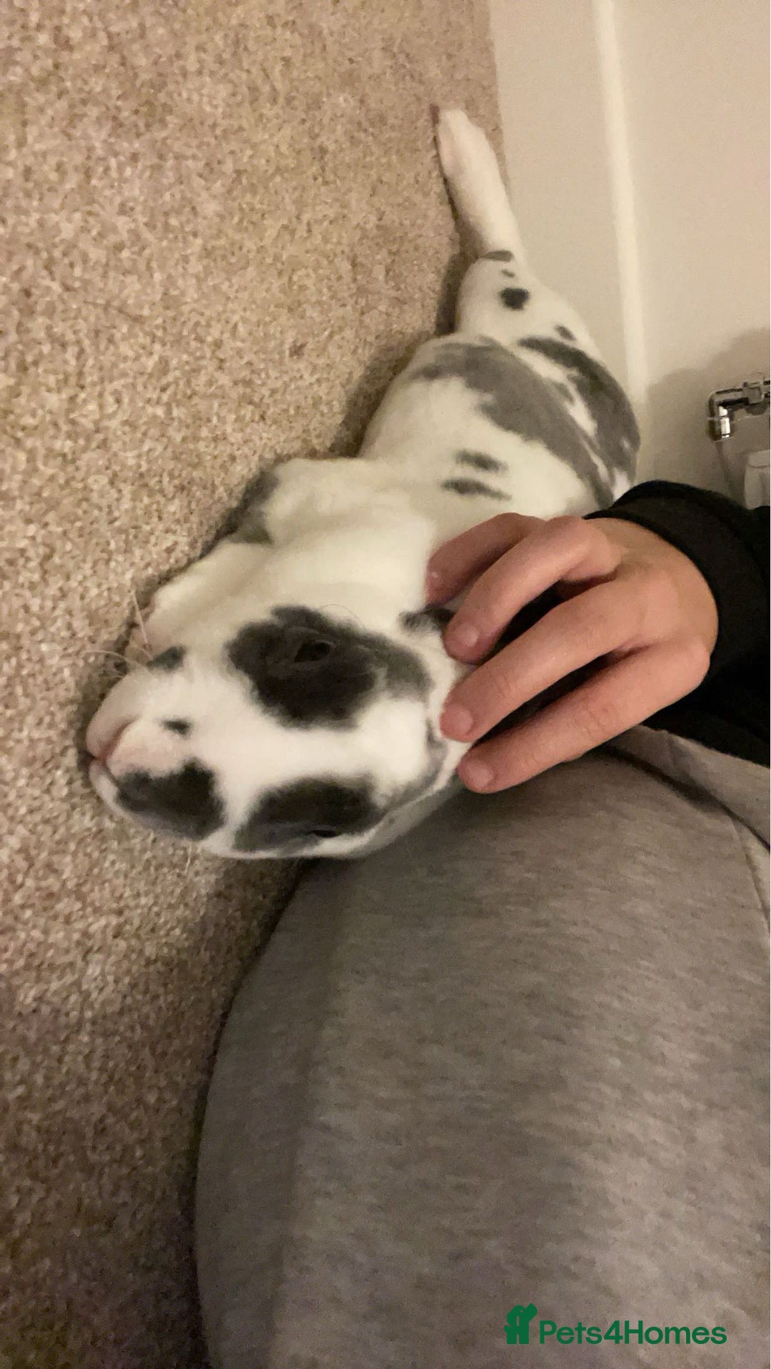 Mini Lop rabbits for sale: Two rabbits for sale together - Advert 5