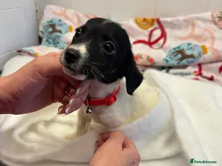 Jack Russell dogs 5 beautiful Jack russel puppies - Advert 1