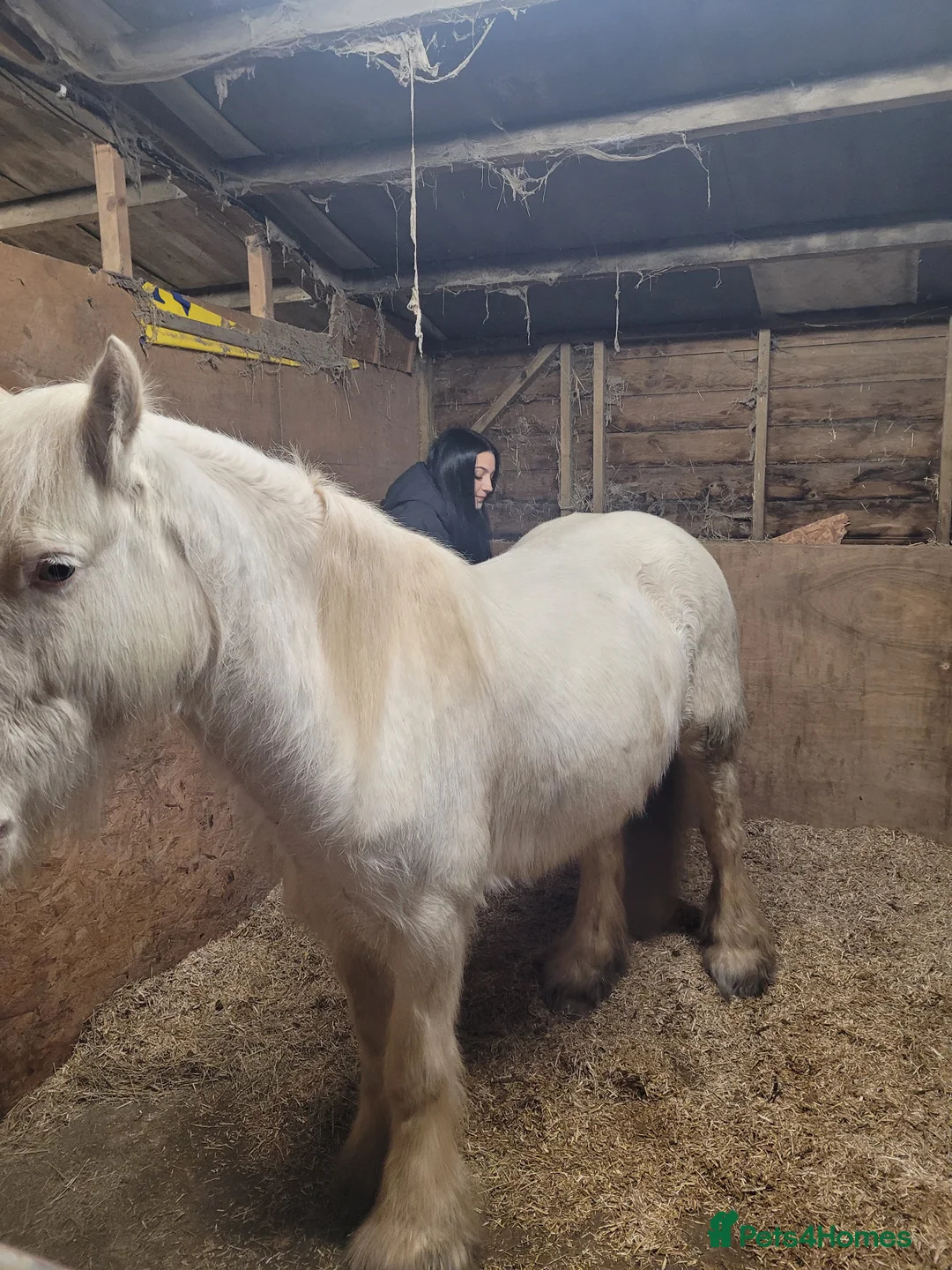 Connemara horses for sale: Beautiful boy - Advert 5