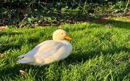 Ducks poultry for sale: Pair of call ducks  - Image 11