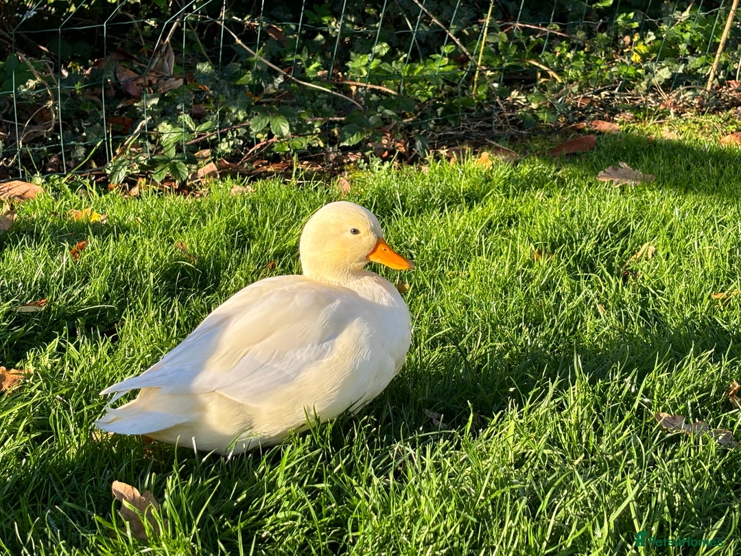 Ducks poultry for sale: Pair of call ducks  - Image 11