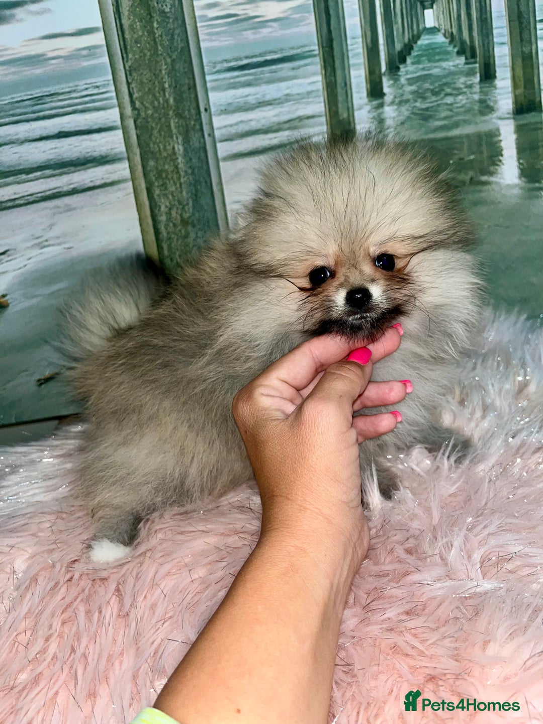 Pomeranian dogs for sale: 🔥Very Tiny🐻Teddy Face🏆Champion Lines - Image 6