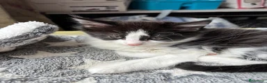 Smudge