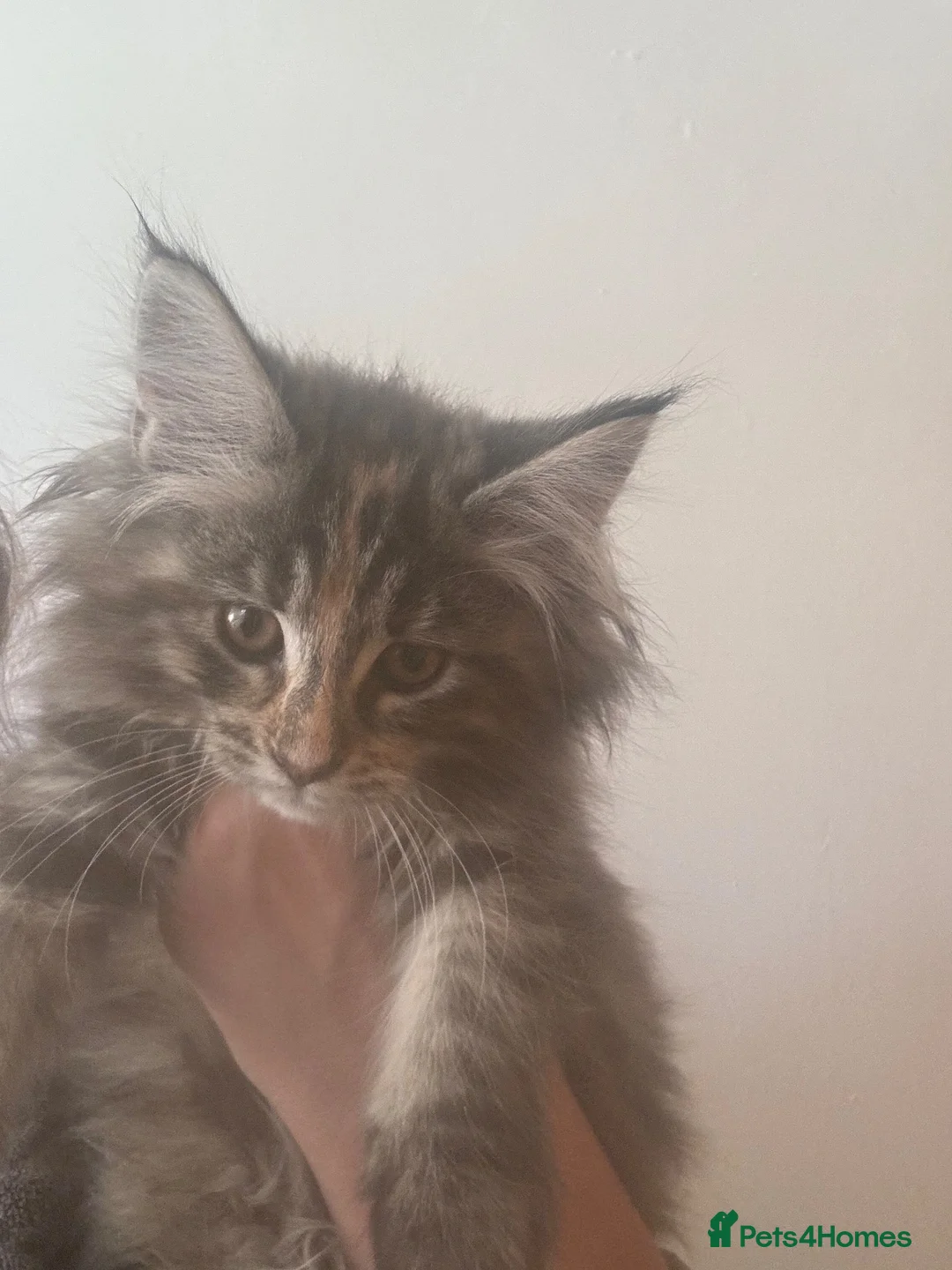 Maine Coon cats for sale: Gorgeous kittens  - Advert 1