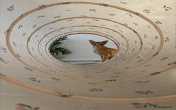 Oriental cats for sale: Male neutered oriental cat  - Image 7