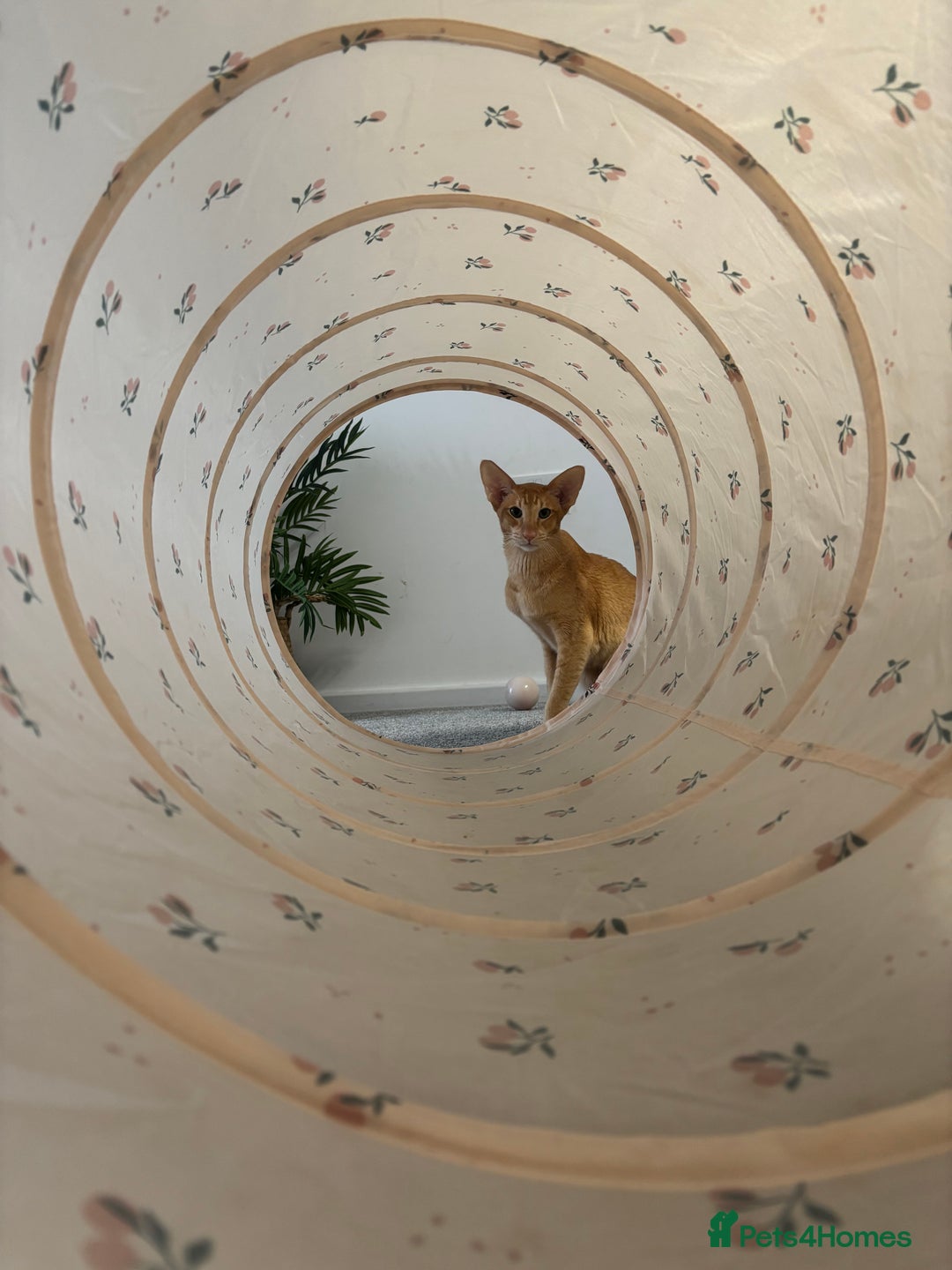 Oriental cats for sale: Male neutered oriental cat  - Image 7