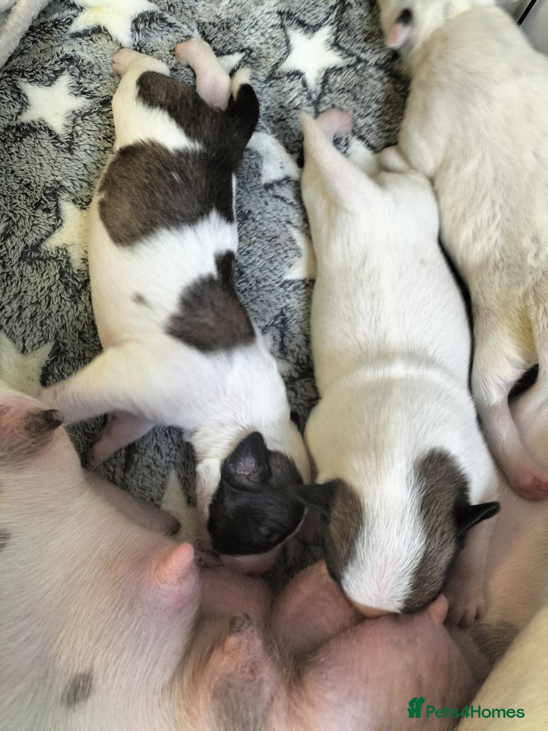 Mixed Breed dogs for sale: Cute litter of puppies  - Image 2