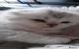 Scottish Fold cats for sale: LAST BOY FOLD. OPEN TO OFFERS.  in Aberdare - Image 11