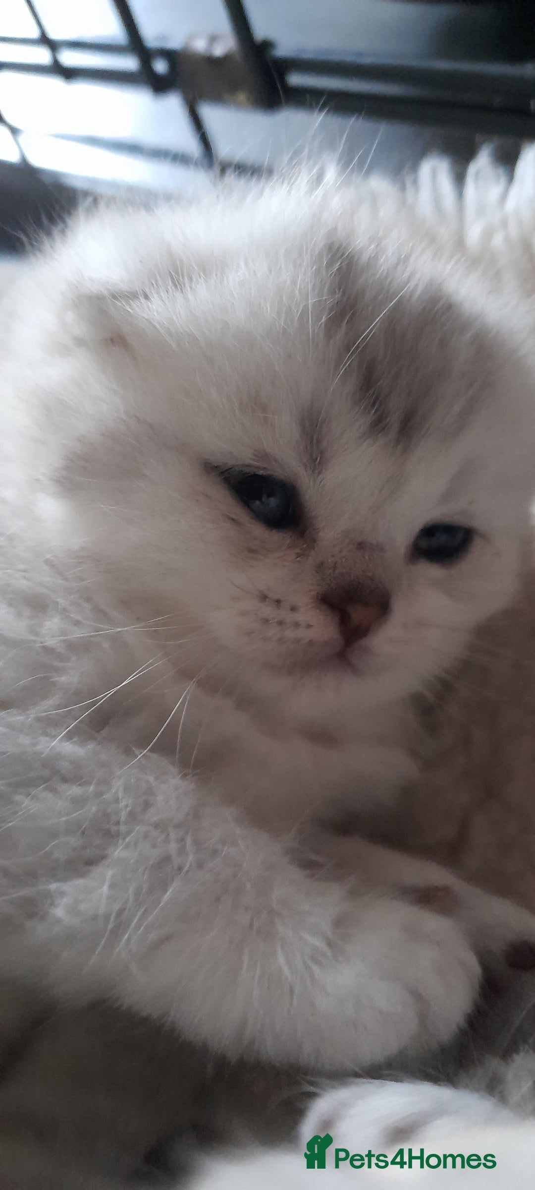 Scottish Fold cats for sale: LAST BOY FOLD. OPEN TO OFFERS.  in Aberdare - Image 11