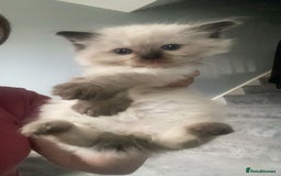 Ragdoll cats for sale: Three beautiful fluff balls!  - Image 4