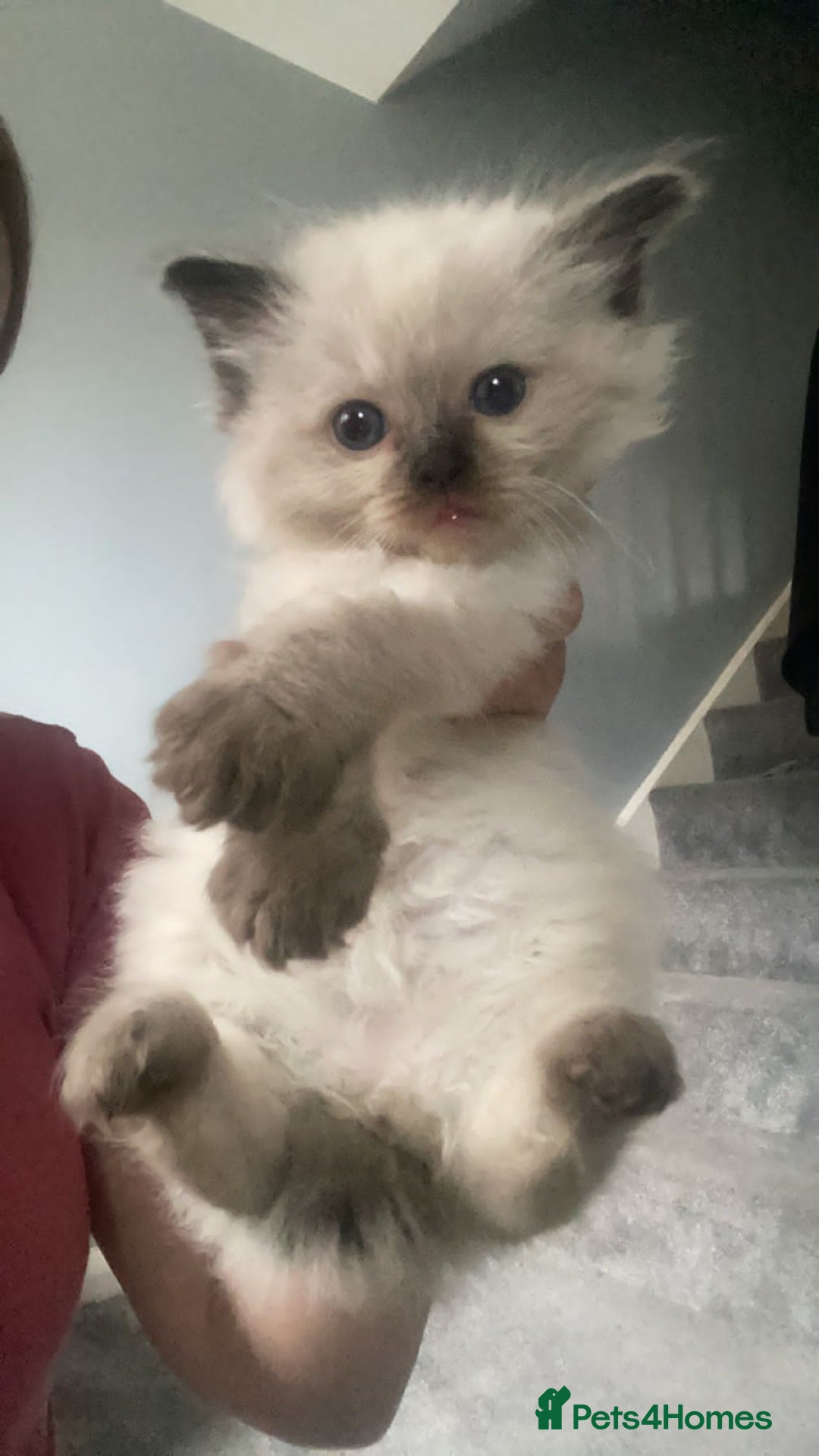 Ragdoll cats for sale: Three beautiful fluff balls!  - Image 4