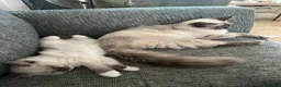 Ragdoll cats for sale: Mum, dad and kitten for sale - Advert 4