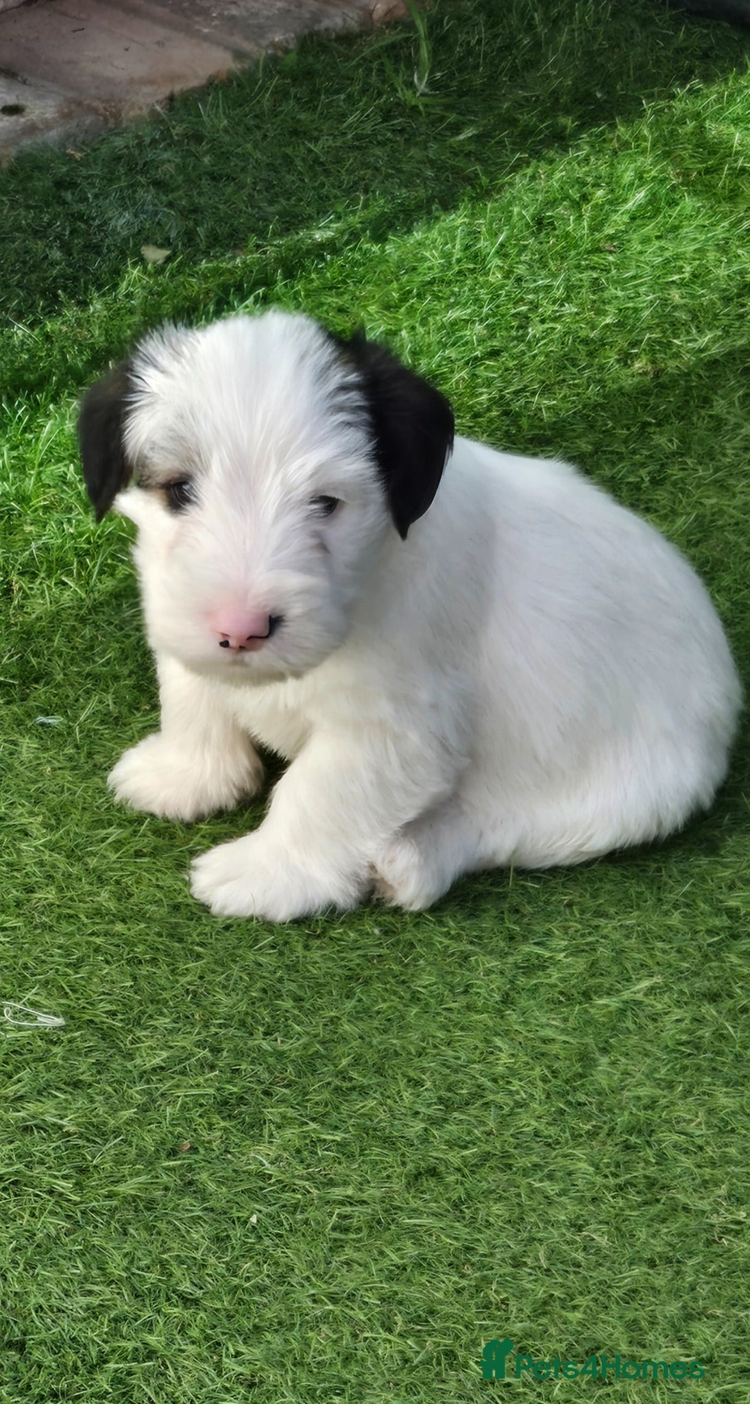 Sealyham Terrier dogs Sealyham Terrier puppies  - Advert 1