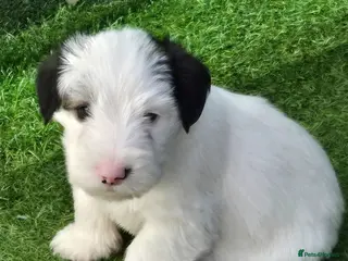 Sealyham Terrier dogs Sealyham Terrier puppies - Advert 2
