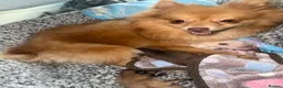 Pomeranian dogs for sale: Beautiful Healthy Puppies Ready for Loving Homes in Hayes - Advert 14