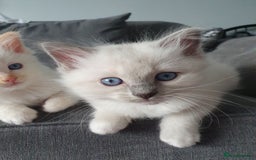 Ragdoll cats for stud: Handsome blue lynx Ragdoll for stud in Bathgate - Image 17
