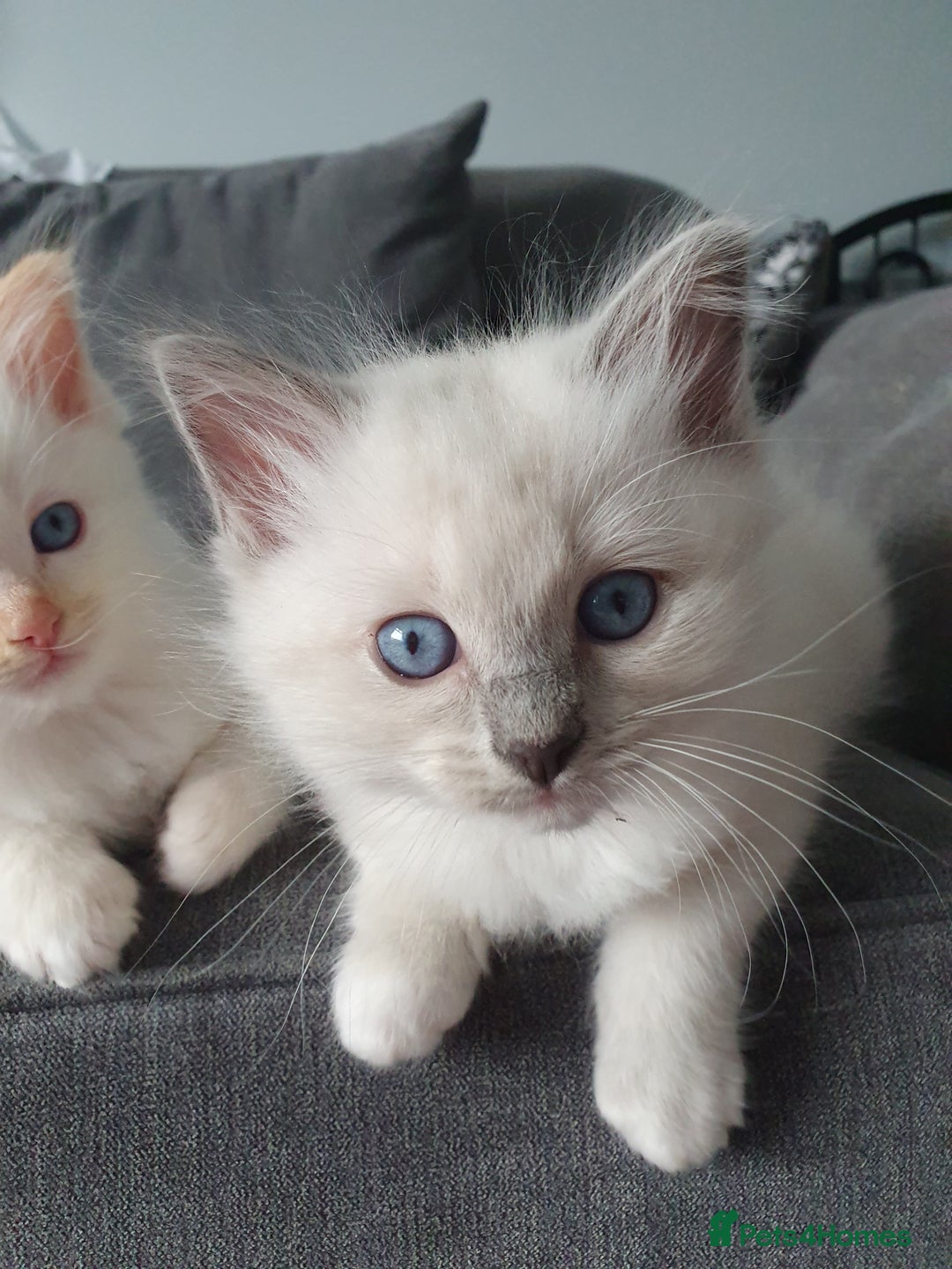 Ragdoll cats for stud: Handsome blue lynx Ragdoll for stud in Bathgate - Image 17