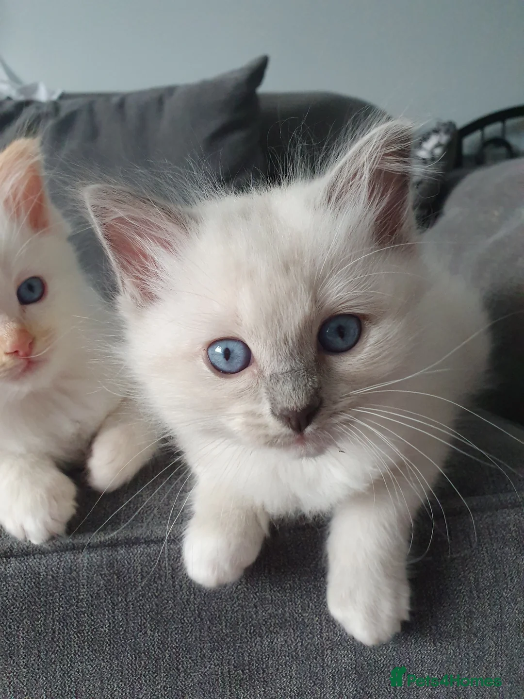 Ragdoll cats for stud: Handsome blue lynx Ragdoll for stud in Bathgate - Advert 18