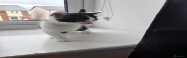 Mixed Breed Kitten 2