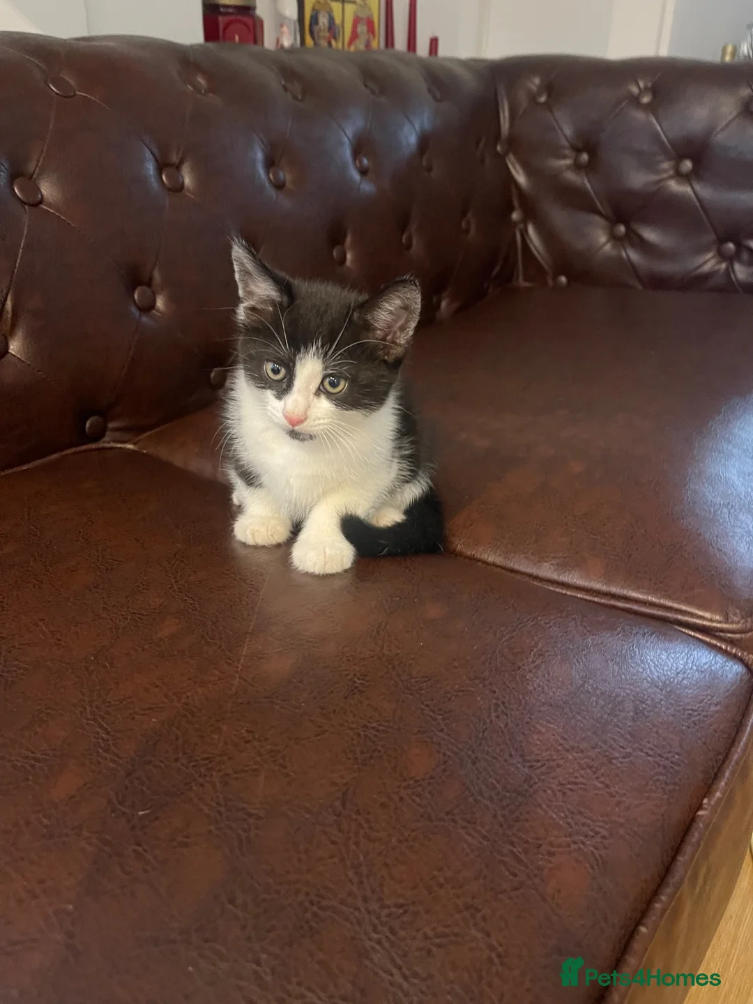 Mixed Breed cats for sale: 5 little baby ready to go  in Wembley - Advert 7