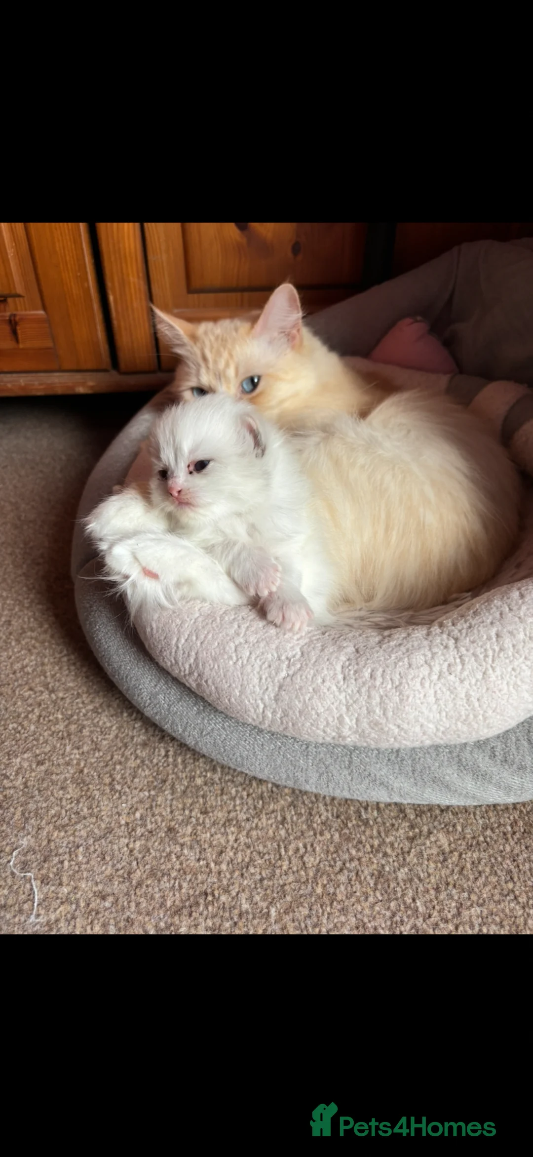 Perdoll cats for sale: Beautiful white Perdoll kitten - Advert 2