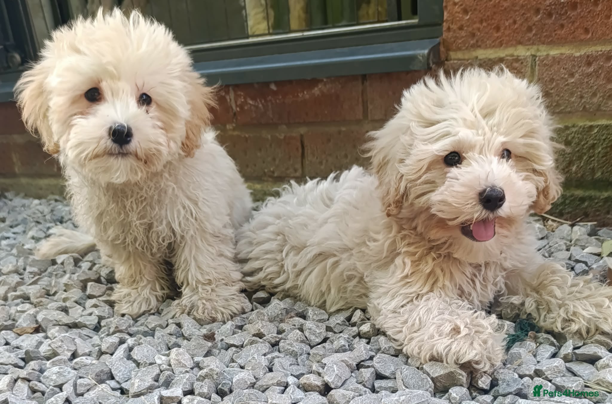 Maltipoo dogs F1 Maltipoo Puppies For Sale  - Advert 16