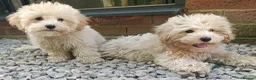 Maltipoo dogs for sale: F1 Maltipoo Puppies For Sale  - Advert 2