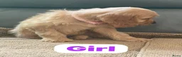 Cockapoo dogs for sale: OUTSTANDINGADORABLE F1 SHOW TYPE COCKAPOO - Advert 22