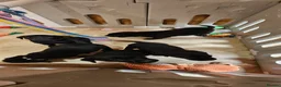 Labrador Retriever dogs for sale: 2 BEAUTIFUL BLACK BOY KC LABRADORS READY TO LEAVE - Advert 17