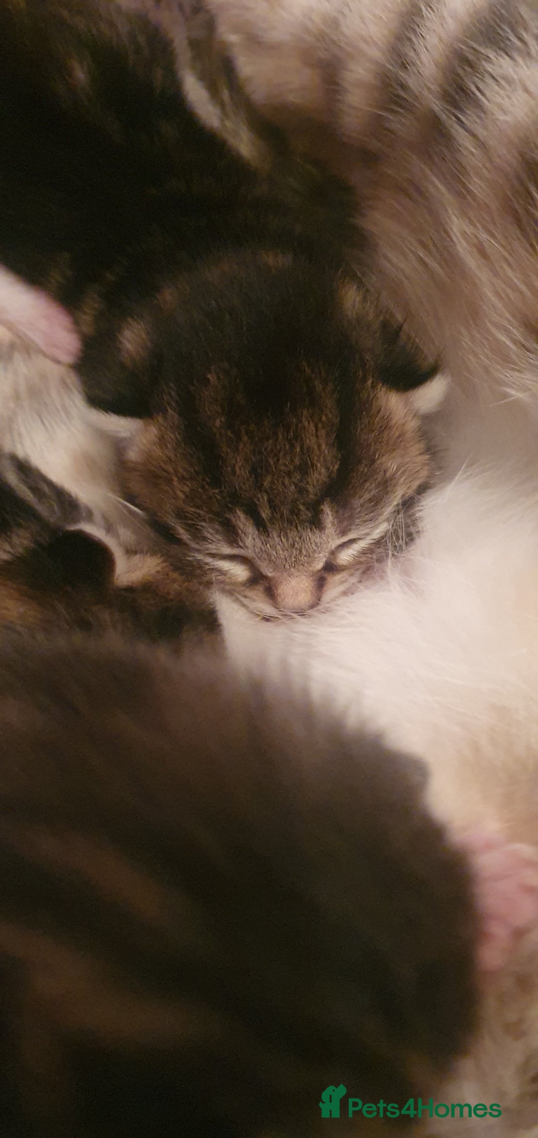 Domestic Shorthair cats for sale: 6 beautiful kitties - Image 2